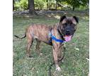Adopt Nolan a Brindle Boxer / Mixed dog in Arlington, VA (38115292)