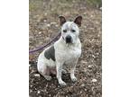 Adopt Oreo a Black - with White Australian Cattle Dog / American Pit Bull
