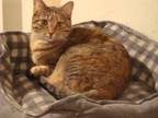 Adopt Wrangler a Brown Tabby Domestic Shorthair / Mixed (short coat) cat in St.