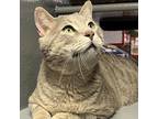 Adopt BOBBY a Gray or Blue Domestic Shorthair / Mixed cat in League City
