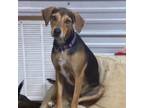 Adopt Beagle Bailey a Black Beagle / Labrador Retriever / Mixed dog in