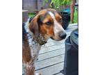 Adopt Sammy a Hound (Unknown Type) / Mixed dog in Bloomington, IN (38069194)