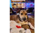 Adopt Georgie Ebeade a Brown/Chocolate Staffordshire Bull Terrier dog in Twin