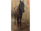 16 Hand Novice Safe Family Trail Horse