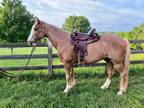 14 yr old gelding thick built Columbia tn 38401