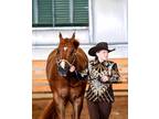 World Champion Quarter Horse My severe health forces sale for sale in Illinois