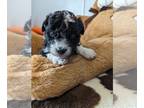 Miniature Australian Shepherd-Poodle (Toy) Mix PUPPY FOR SALE ADN-747621 - True