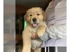 Golden Retriever PUPPY FOR SALE ADN-747603 - 22 years in making Beautiful