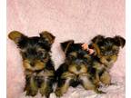 vcb Yorkshire terrier puppies