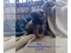 Miniature Australian Shepherd-Pomeranian Mix PUPPY FOR SALE ADN-748034 - Toy