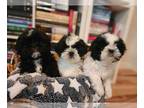 Shih Tzu PUPPY FOR SALE ADN-747916 - Shih Tzu puppies for sale