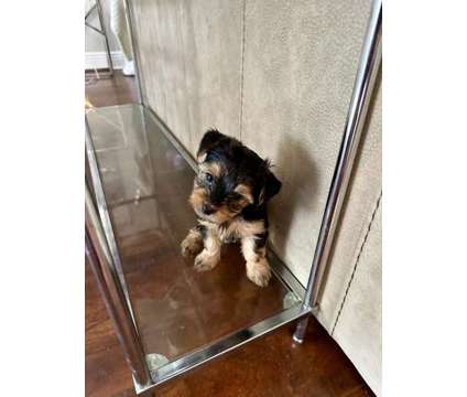 Yorkshire Terrier Puppy -Female Available is a Female Yorkshire Terrier Puppy For Sale in Brandon FL