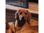Rhodesian Ridgeback Puppy for sale in Holly Springs, MS, USA