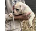 Olde Bulldog Puppy for sale in Tallahassee, FL, USA