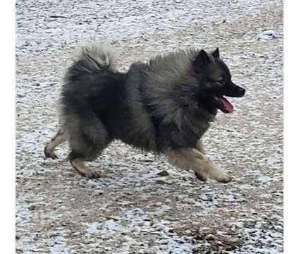 Keeshond Puppies Ready Now is a Male Keeshond Puppy For Sale in Blairsburg IA