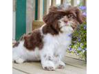 Shih Tzu Puppy for sale in Anderson, MO, USA