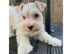Schnauzer (Miniature) Puppy for sale in Canton, GA, USA