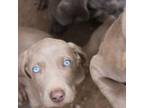 Weimaraner Puppy for sale in Columbia Falls, MT, USA