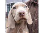 Weimaraner Puppy for sale in Columbia Falls, MT, USA