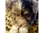 Yorkshire Terrier Puppy for sale in Phoenix, NY, USA