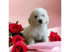 Bichon Frise Puppy for sale in San Francisco, CA, USA