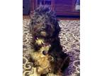 Adopt Hadley a White - with Brown or Chocolate Terrier (Unknown Type