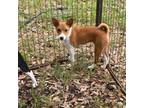 Basenji Puppy for sale in Lavon, TX, USA