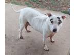 Adopt Diamond Girl a White - with Black American Pit Bull Terrier dog in