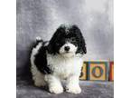 Poodle (Toy) Puppy for sale in Fort Scott, KS, USA