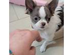 Chihuahua Puppy for sale in Crestline, CA, USA