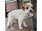 Poodle (Toy) Puppy for sale in Greenville, NC, USA