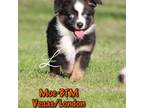 Miniature Australian Shepherd Puppy for sale in Elgin, OR, USA