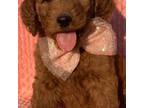 Miniature Labradoodle Puppy for sale in Danville, KY, USA