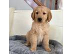 Golden Retriever Puppy for sale in Lansing, NC, USA