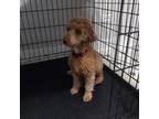 Poodle (Toy) Puppy for sale in Dwight, IL, USA