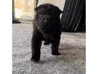 Chinese Shar-Pei Puppy for sale in Franklinville, NJ, USA