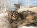 Adeline, Domestic Shorthair For Adoption In Margate, Florida