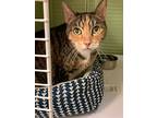 Jazzie Jo, Domestic Shorthair For Adoption In Margate, Florida