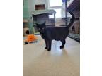 Charm, Domestic Shorthair For Adoption In Gananoque, Ontario