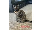 Mocha, Domestic Shorthair For Adoption In Lewistown, Pennsylvania