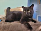 Jack, Domestic Shorthair For Adoption In Gananoque, Ontario