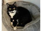 Sammy, Domestic Shorthair For Adoption In Medway, Massachusetts