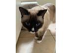 Tao, Siamese For Adoption In Palm City, Florida