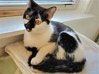 Lacy, Domestic Shorthair For Adoption In Naugatuck, Connecticut