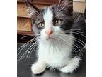 Oreo, Domestic Mediumhair For Adoption In Lewistown, Pennsylvania