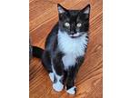 Shrek, Domestic Mediumhair For Adoption In Lewistown, Pennsylvania