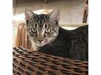 Kinsy, Domestic Shorthair For Adoption In Lewistown, Pennsylvania