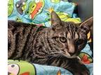 Paulie (young), Domestic Shorthair For Adoption In Lewistown, Pennsylvania