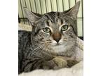 Anya, Domestic Shorthair For Adoption In Gananoque, Ontario