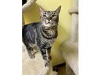 Nellie, Domestic Mediumhair For Adoption In Margate, Florida